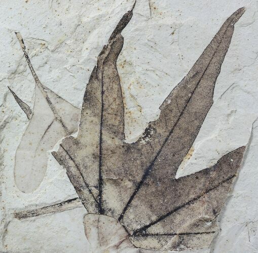 Fossil Sycamore Leaf - Green River Formation #57237